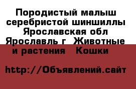 Породистый малыш серебристой шиншиллы - Ярославская обл., Ярославль г. Животные и растения » Кошки   
